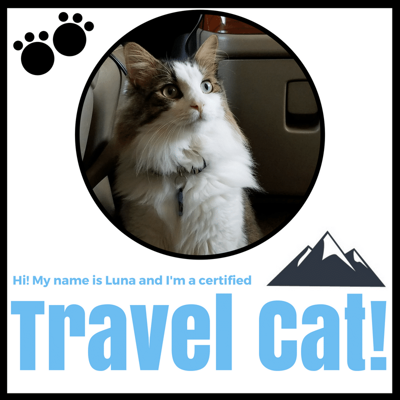 Travel Cat Luna