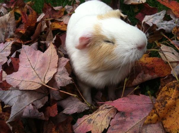 Clover Clover