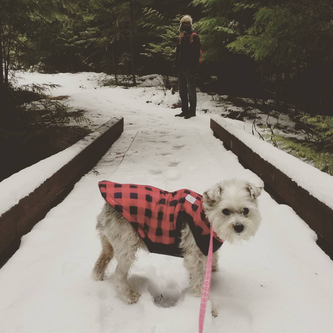 Kat's Dog in the snow