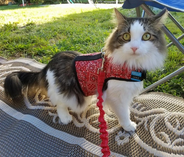 Leash Training Your Cat
