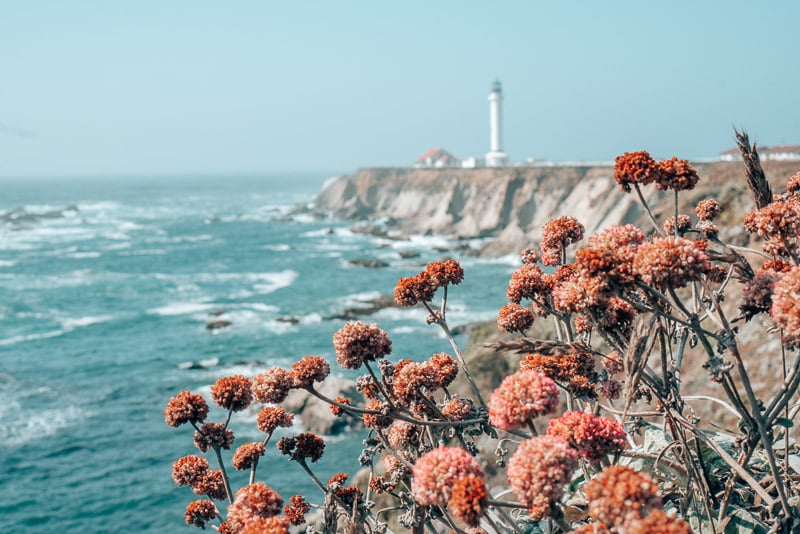 Coastal Flowers Point Arena Lighthouse Highway 1 Mendocino California