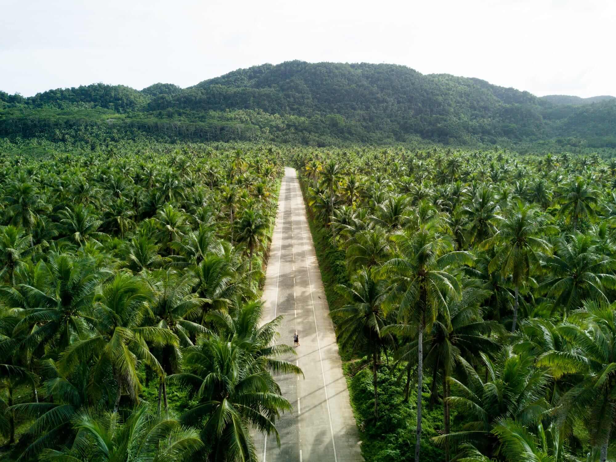 siargao-coconut-palms-drone-shot-1