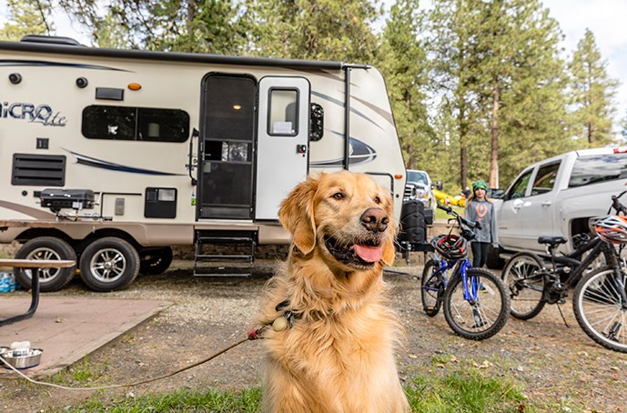 RV Pet Insurance