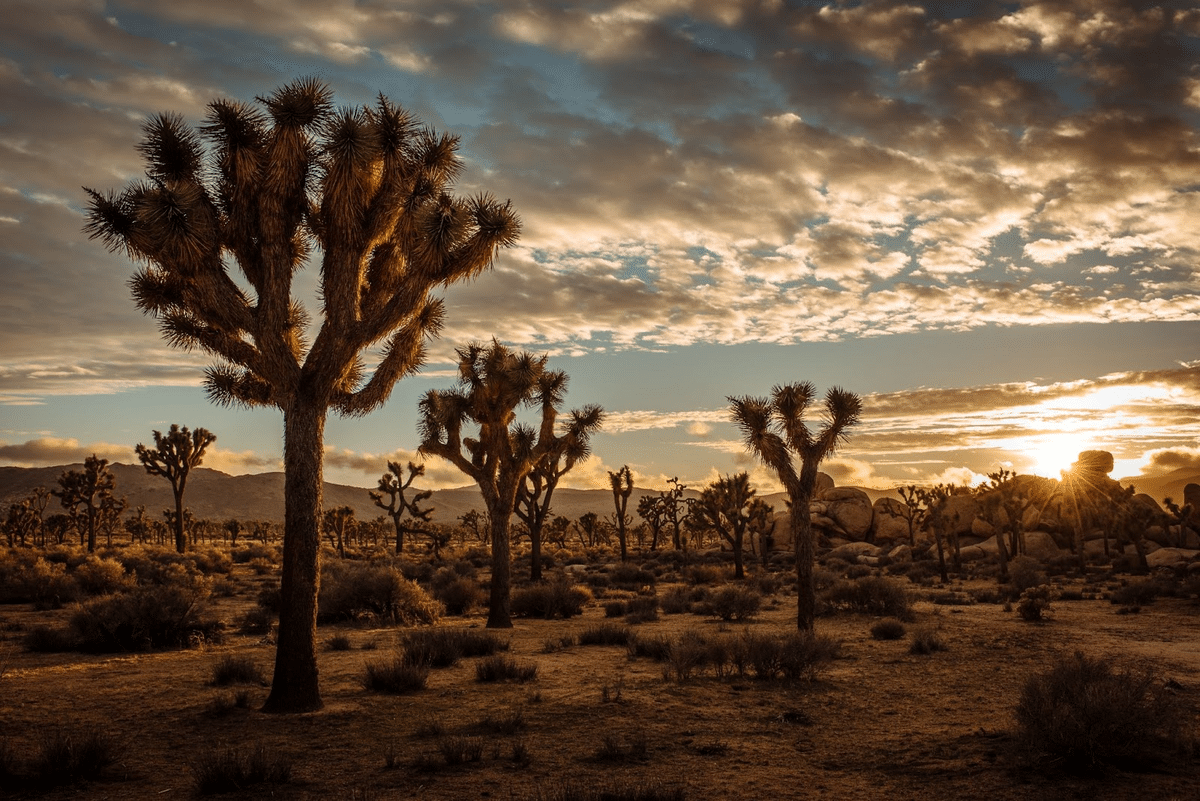 Joshua tree national park