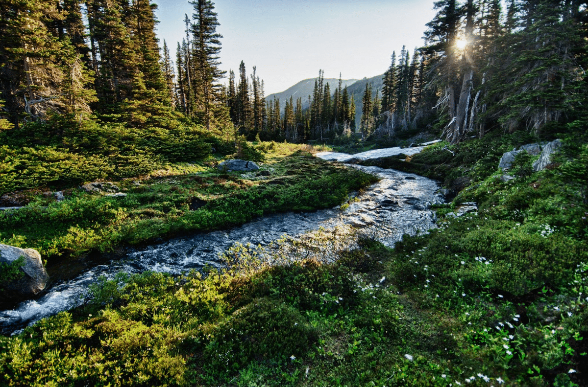 Olympic national park