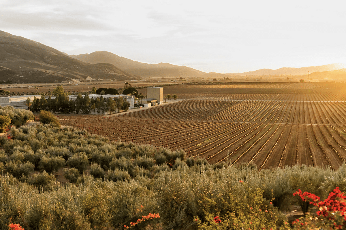 Valle de guadalupe, baja california