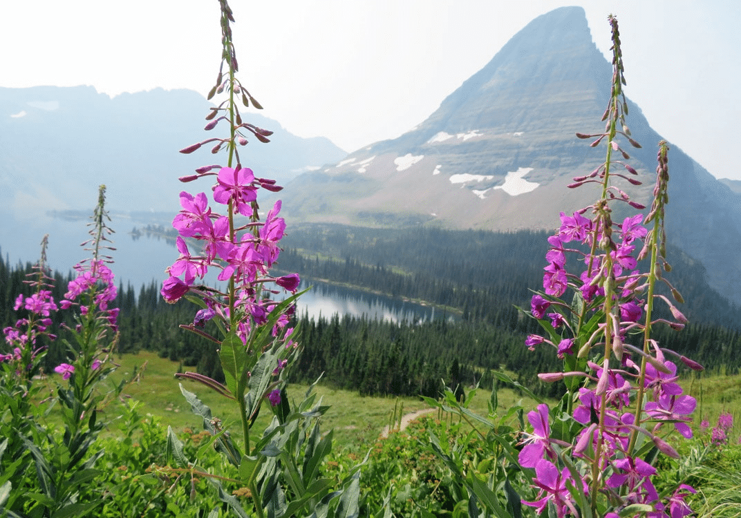 Hidden lake glacier trail