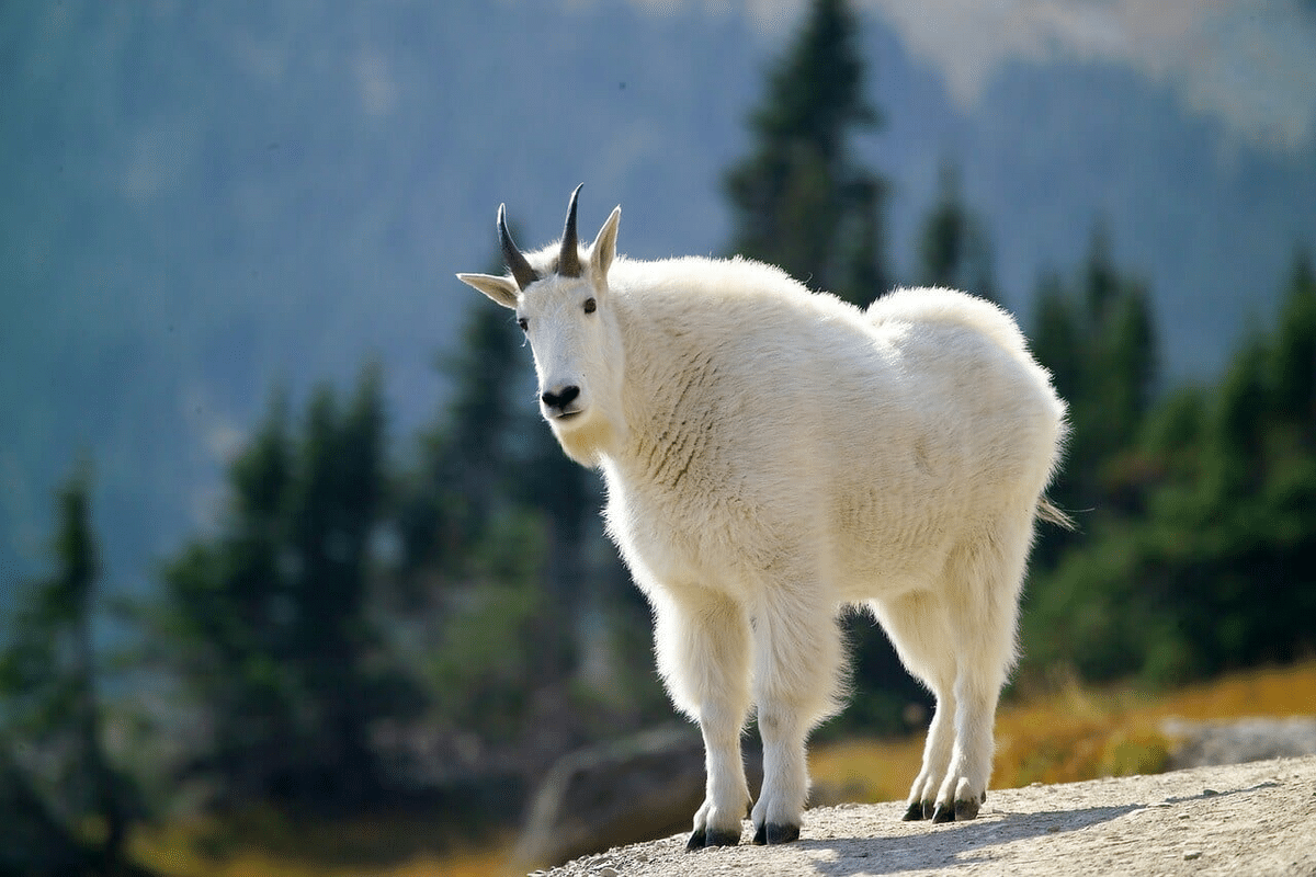 Wildlife glacier national park